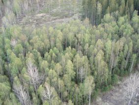 Pystyynkuolleita puita