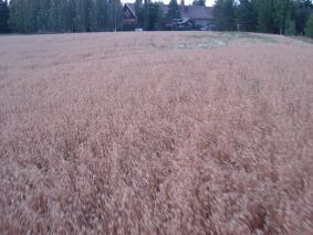 Viljankorsien tasalla