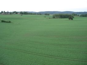 Kasvua
