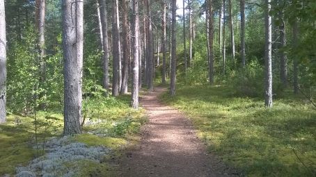 Metsäpolku